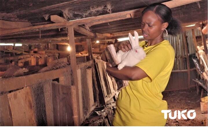 Keep your office job: Nyeri graduate discovers goldmine in rabbit farming