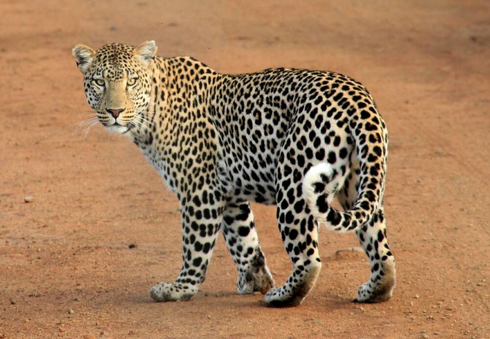 Most deadly animal in Africa