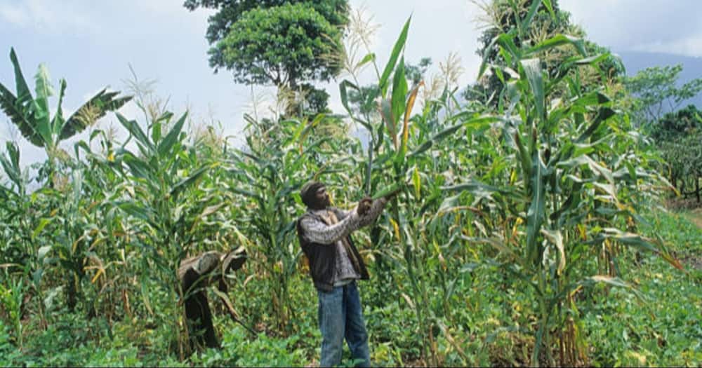 Gov't bans maize farming in Njoro to curb ethnic clashes
