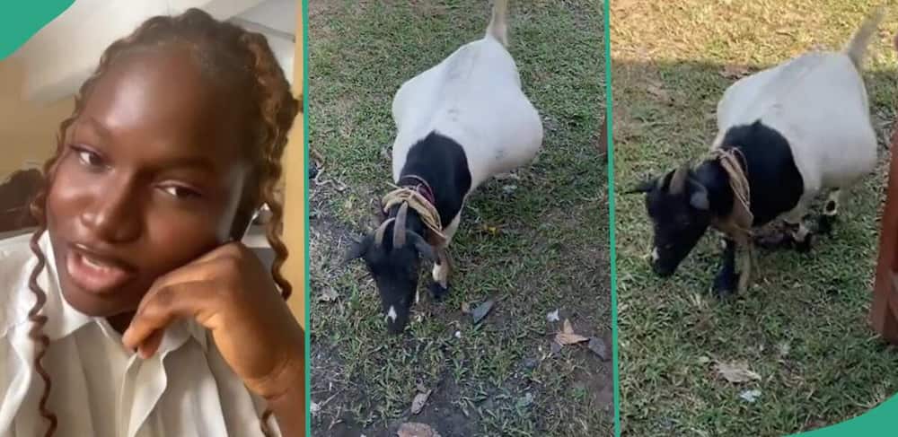 Lady shares video of pregnant goat.