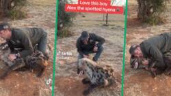 Video of Man Sweetly Cuddling Hyena at Park Goes Viral: “Terrifying Yet Wonderful”