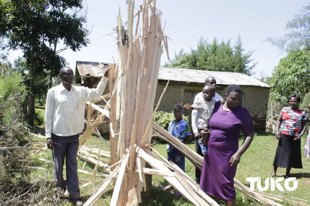 Bungoma family in shock as lightning strikes, splits oldest tree in compound