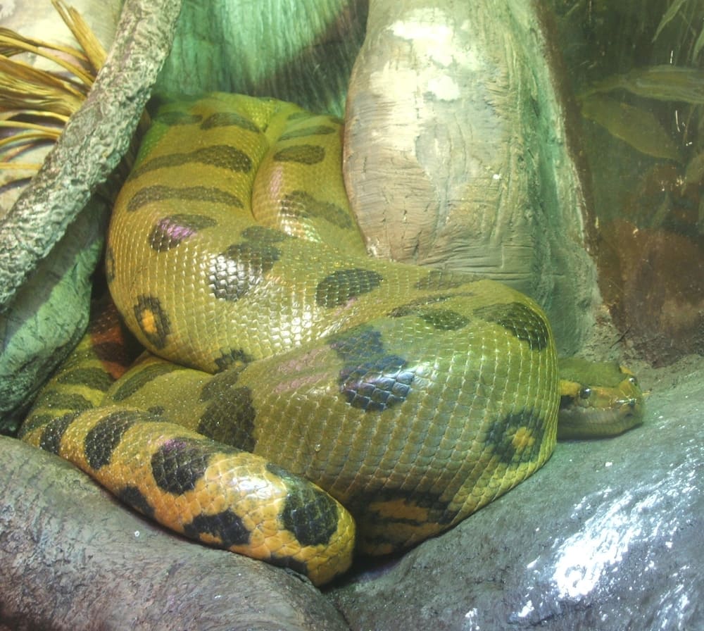Giant snakes