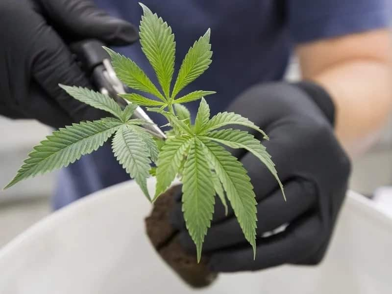 American company claims to have obtained license to grow marijuana in Kenya