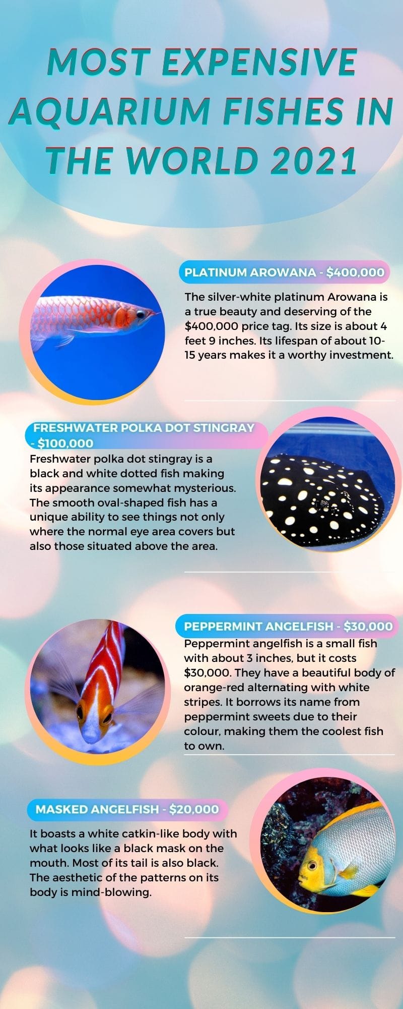 Aqua Treasures: Top 10 Most Expensive Fishes in the World - Enterprise Apps  Today