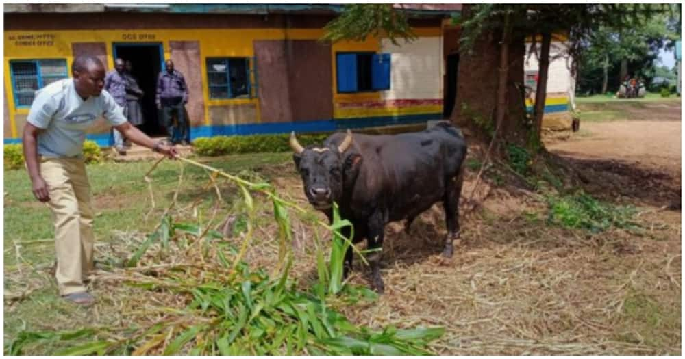 Kakamega: Fahali Azuiliwa Baada Ya Kumkanyaga Bikizee Hadi Kumuua.