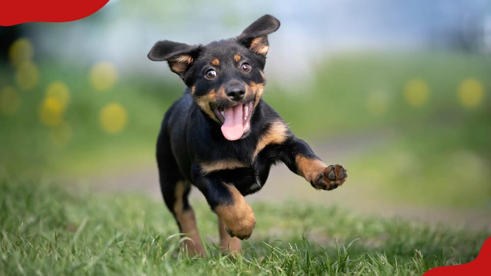 A dog is running on spring grass