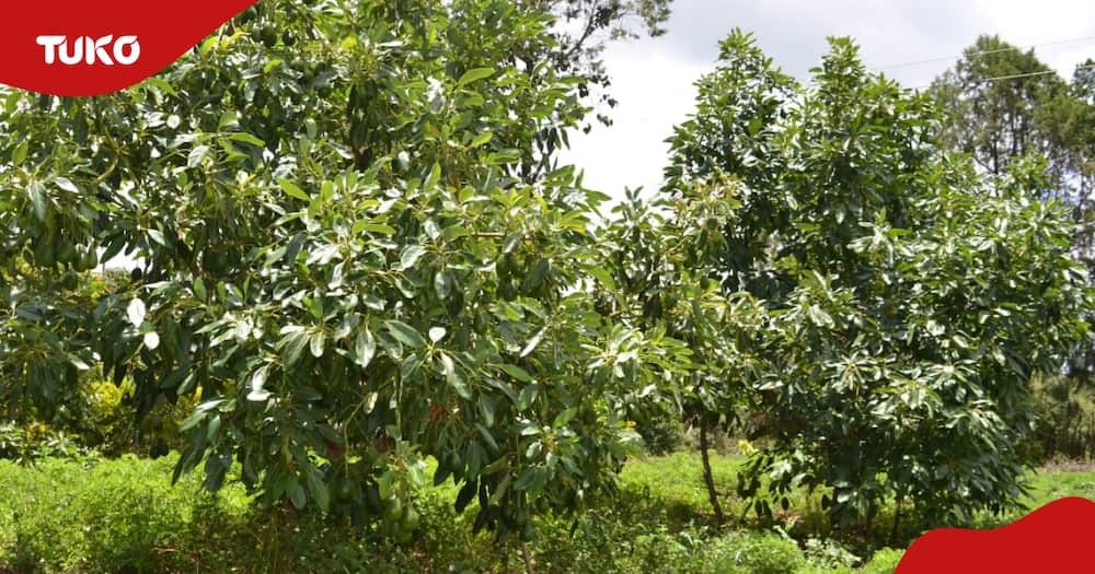 Avocado farming in Mt Kenya region