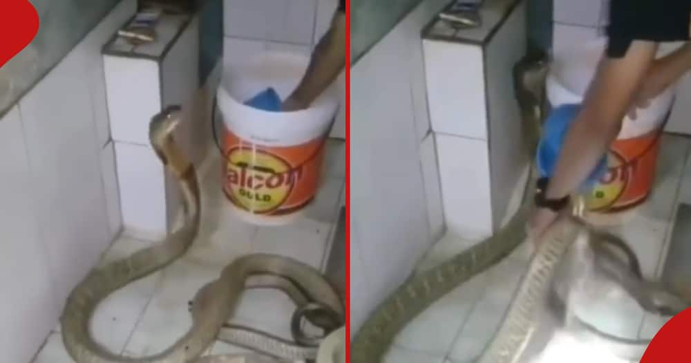 Wild footage shows snake slithering around toilet