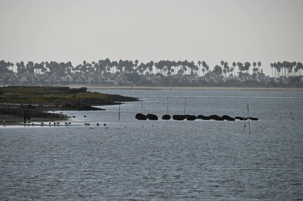 The reef balls seen here form the South Bay Native Oyster Living Shoreline Project near Chula Vista, California