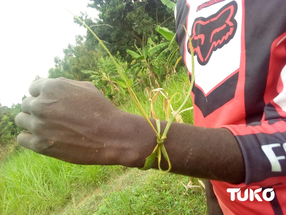 Mugomati: Indigenous multipurpose tree curing many diseases facing extinction in Maragoli land