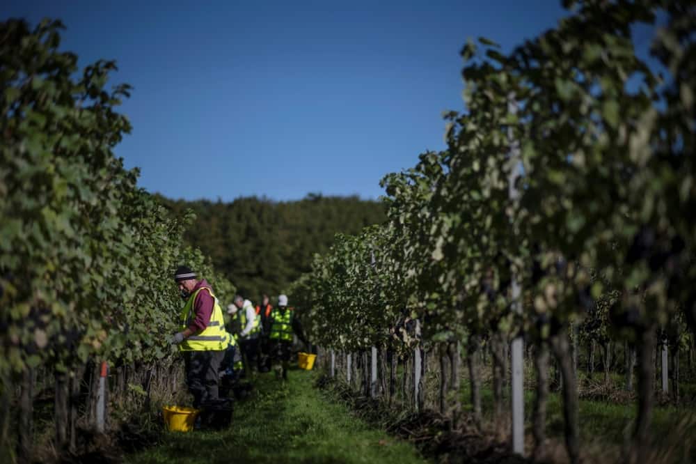 Hotter summers are making southern England suitable for growing grape varieties that have been grown in northern France and Germany