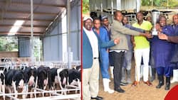 Oscar Sudi's Dairy Farm Crowned Best Supplier of Raw Milk to New KCC