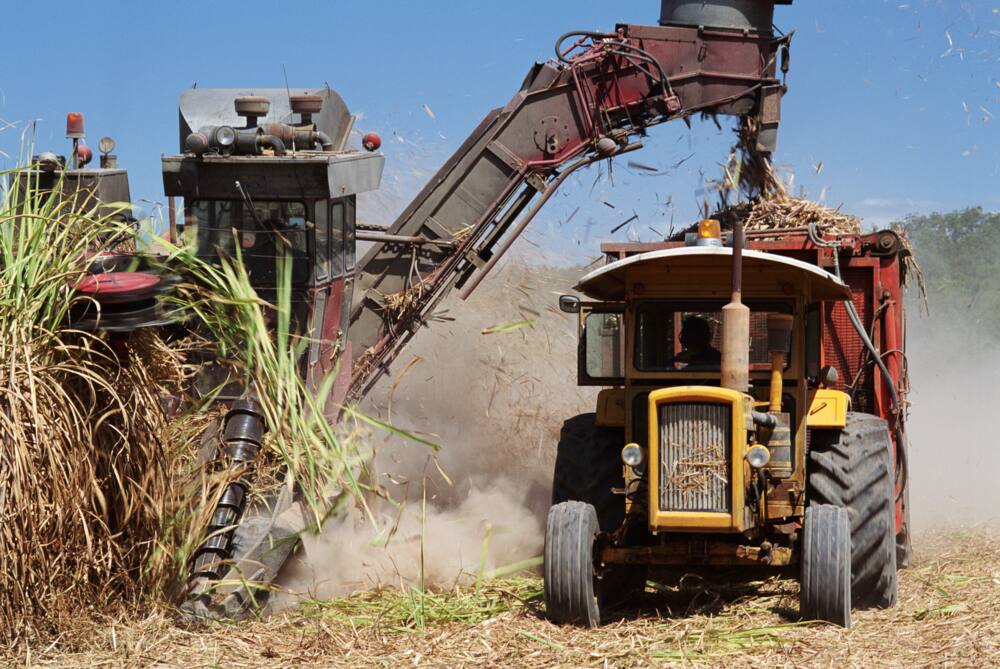 West Kenya Sugar Company ownership, location, and contact details - Tuko.co .ke