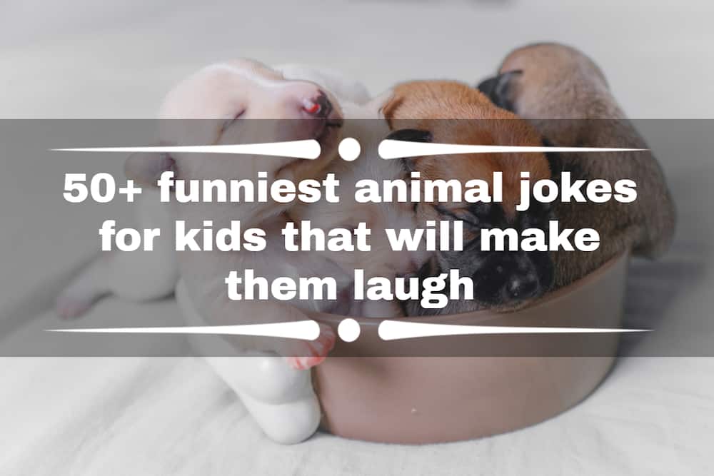 animal jokes for kids