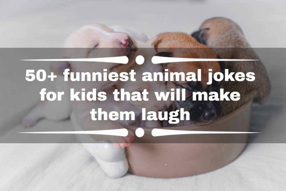 funny animal pictures appropriate for kids