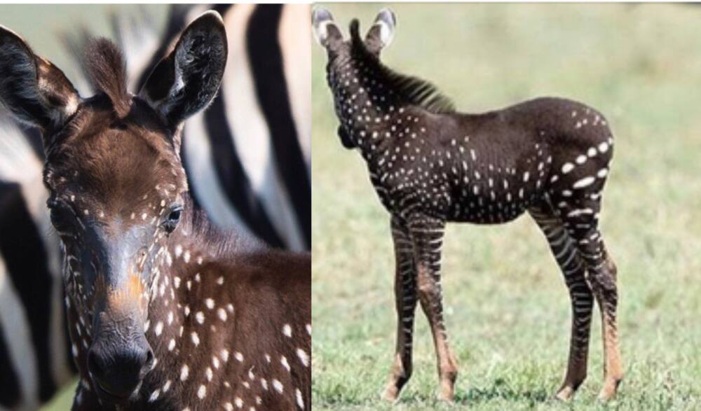 National Geographic features Kenya's rare black spotted Zebra