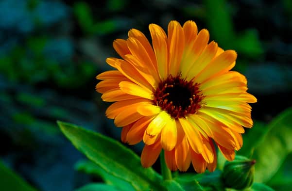 List of flowers that are native to Africa with pictures - Tuko.co.ke