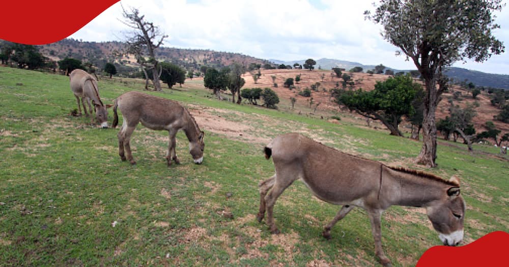 Donkeys in Africa