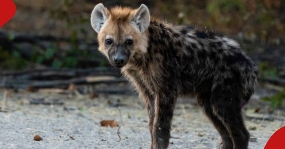 Marauding hyenas