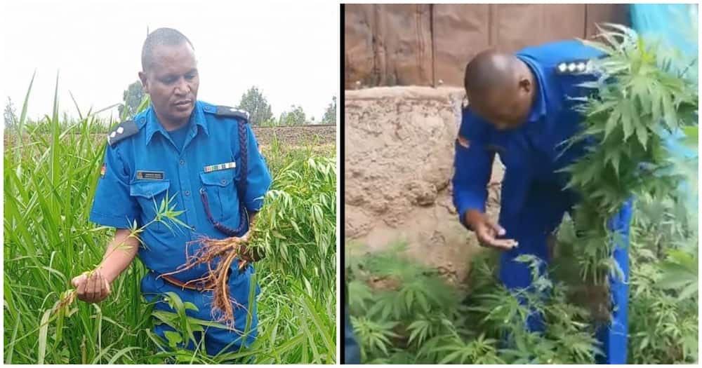 Bhang Remains Illegal in Kenya Police Warn Kenyans: "Plant is Prohibited"
