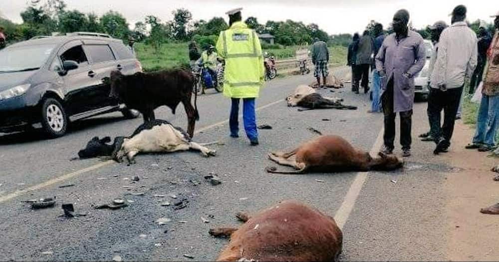 4 Injured, 18 Cows Killed after Matatus Collide at Mithini Bridge.