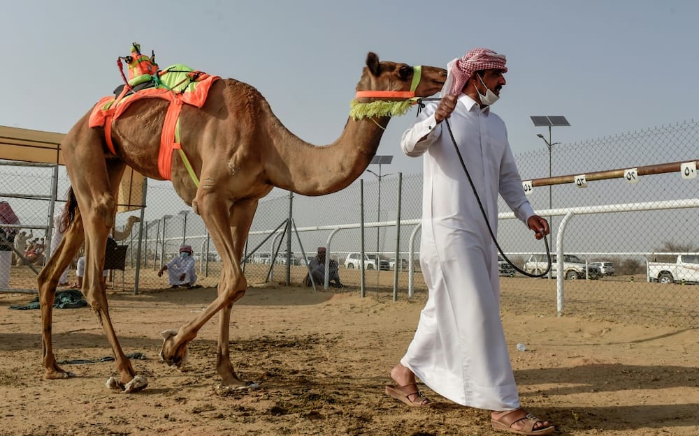 A handler walks with a camel before a race during the Crown Prince Camel Festival, in the southwestern Saudi city of Taif