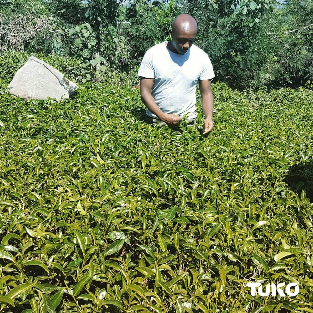 Meet Nakuru lawyer who buys, donates tea worth KSh 20k monthly to promote local brands