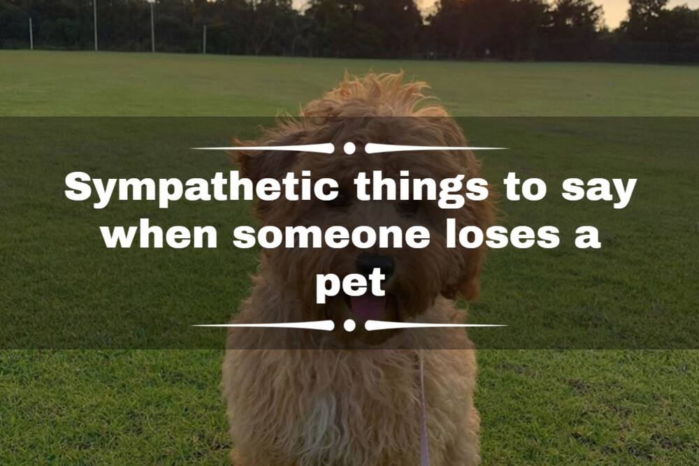 30-sympathetic-things-to-say-when-someone-loses-a-pet-tuko-co-ke