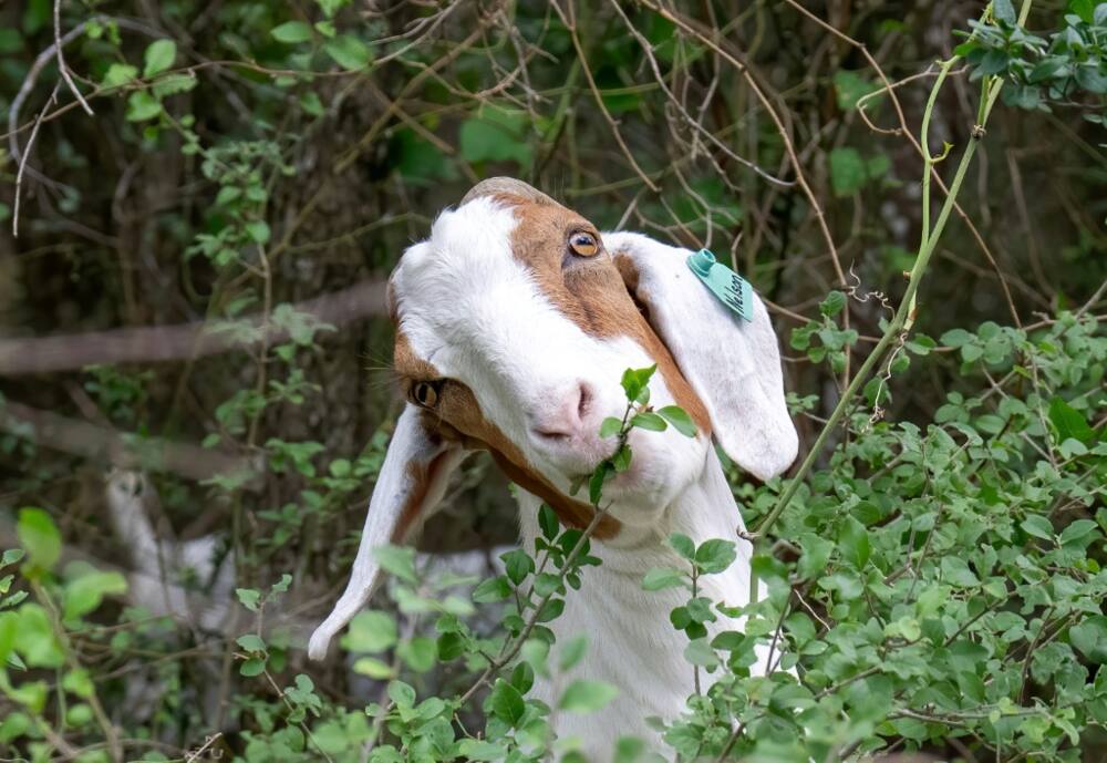 One of the goat squad eating overgrown vegetation in an environmentally-friendly initiatve at the Brackenridge Park Conservancy in San Antonio, Texas, on June 22, 2023