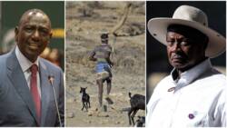 Museveni Threatens to Deport Kenyan Herders If Gov't Fails to Surrender Wanted Murder Suspects