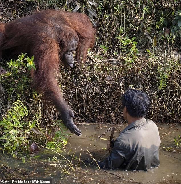 Orangutan reaches out to help man in a river