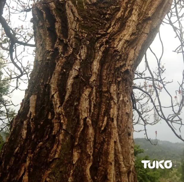 Indigenous tree claimed to miraculously heal infections among Luhyas