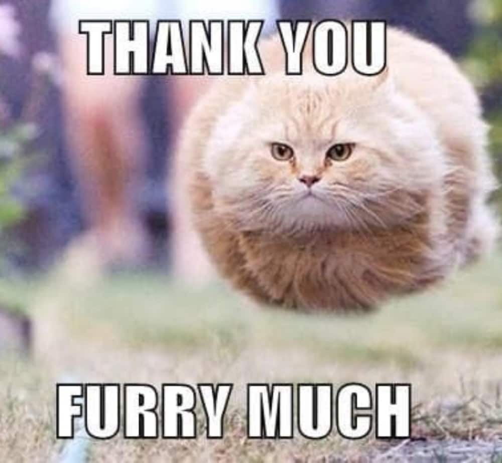 thank you cat meme