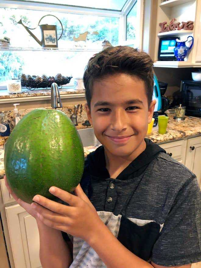 Excitement as world's heaviest avocado weighing 2.55 kg enters Guinness World Records