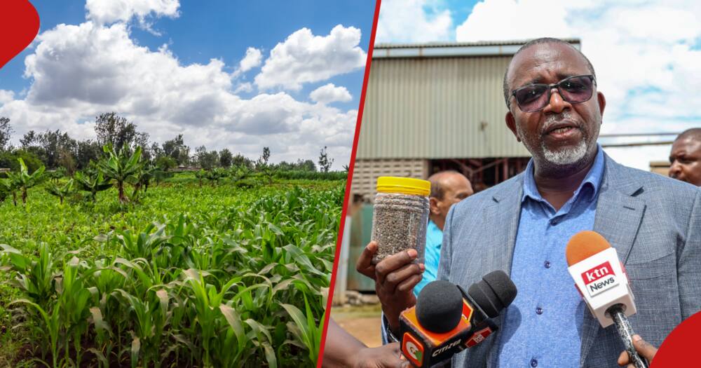 Best fertilisers to use in planting crops as Kenya grapples with fake fertiliser scandal.