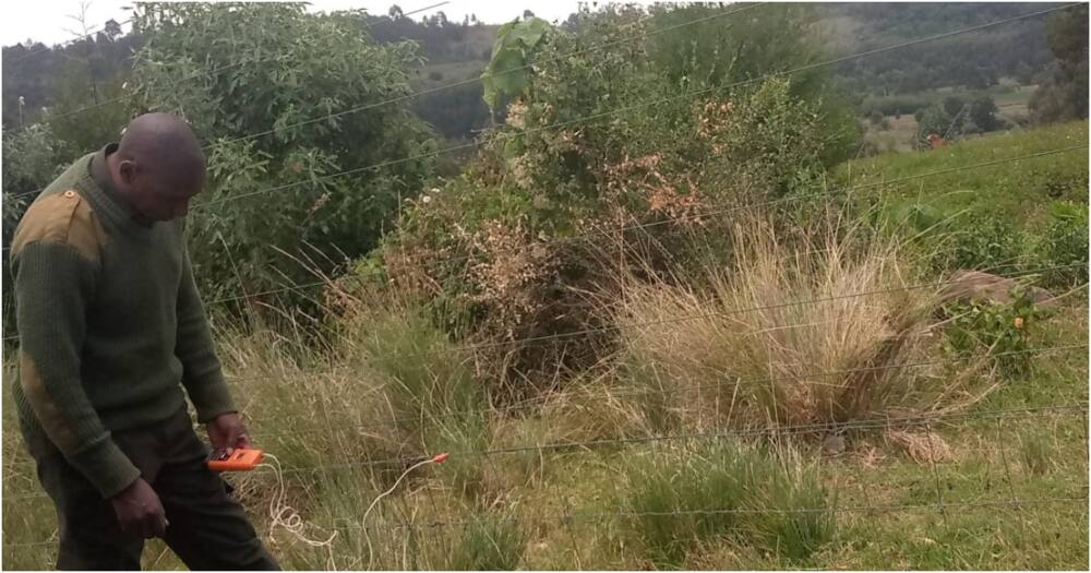 Little known Eburu community embraces fruit farming, use biogas to conserve local forest