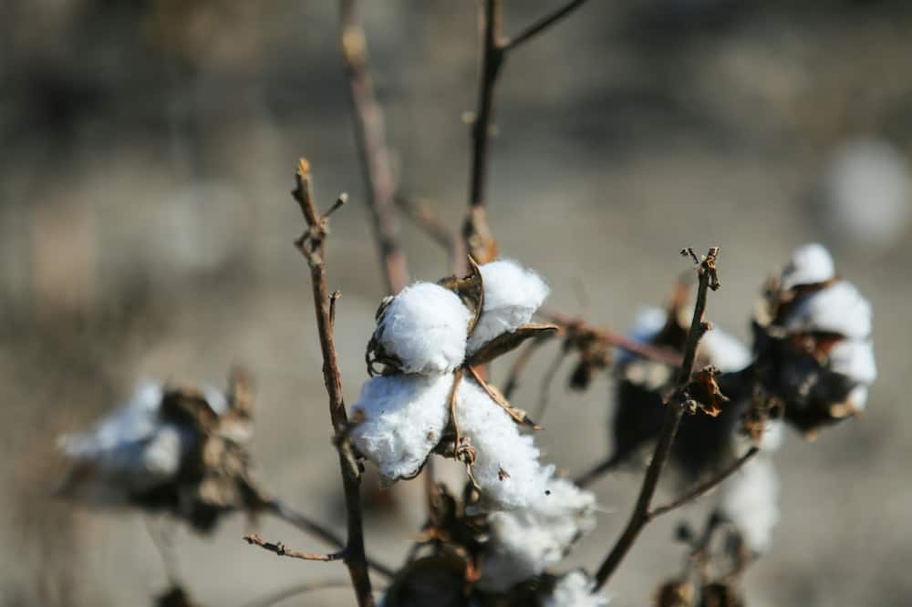 Texas produces almost half of America's cotton, and the United States is the world's third largest supplier, behind India and China. This year, national production will hit its lowest level since 2015, down 21 percent year-on-year, and Texas will suffer a 58 percent drop