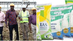 Mumias Sugar Milling Company Resumes Cane Crushing after over 5 Years of Closure