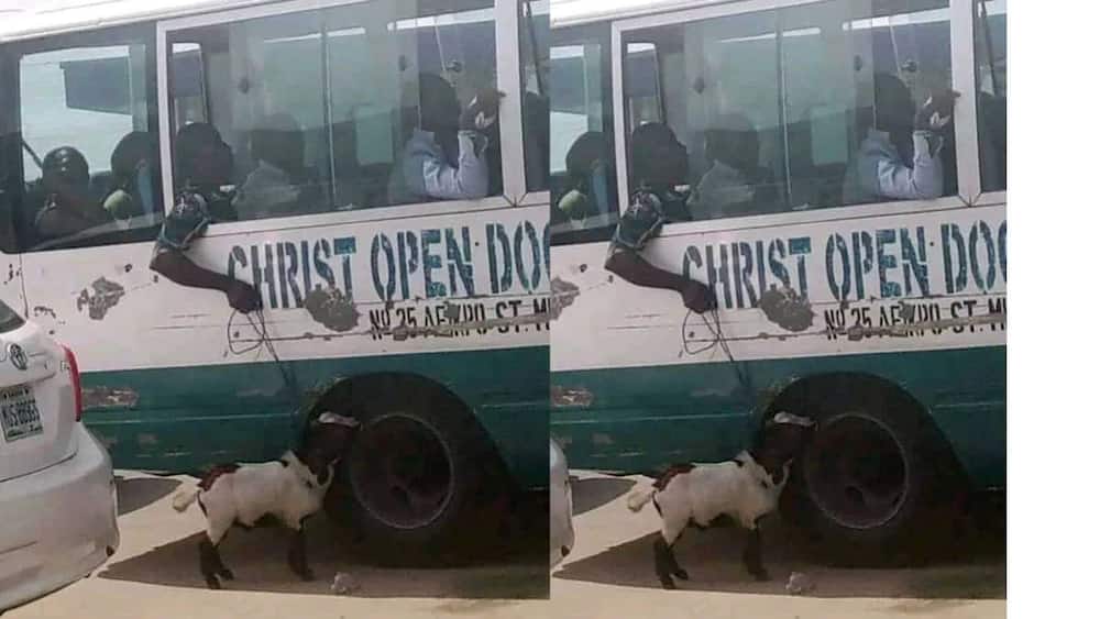 Man finds ways go with goat in public bus.