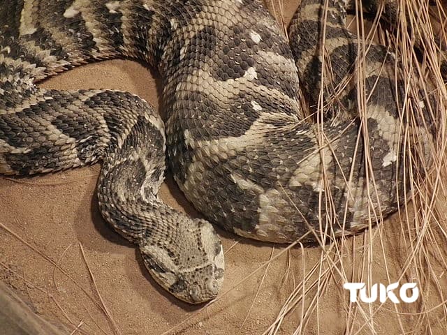 poisonous snakes in Kenya