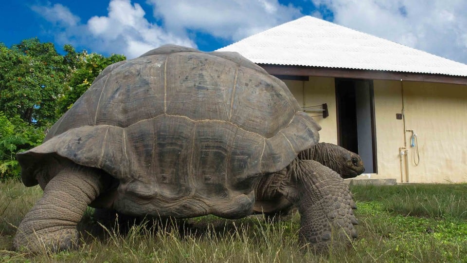 170-years-old world's biggest tortoise weighs 340kg