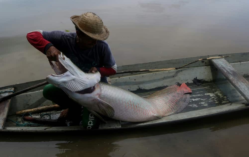 A fisherman tends to a large pirarucu fish that he caught in a reserve in Amazonas State, Brazil in October 2019