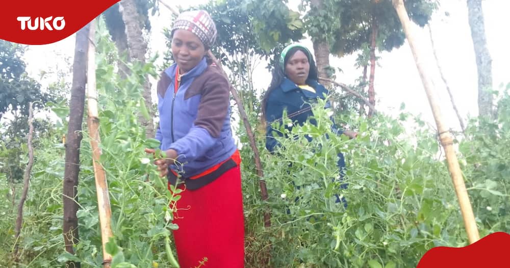 Mt Kenya farmes embrace horticulture