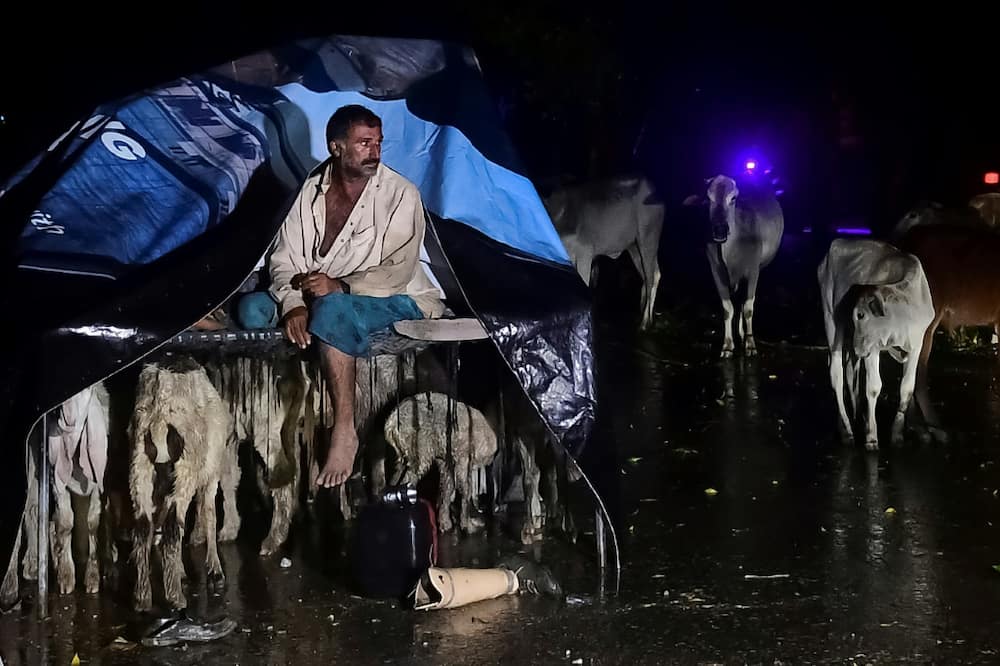 A farmer and his livestock seek shelter from flooded lands alongside the national highway in Khairpur district of Pakistan's Sindh province