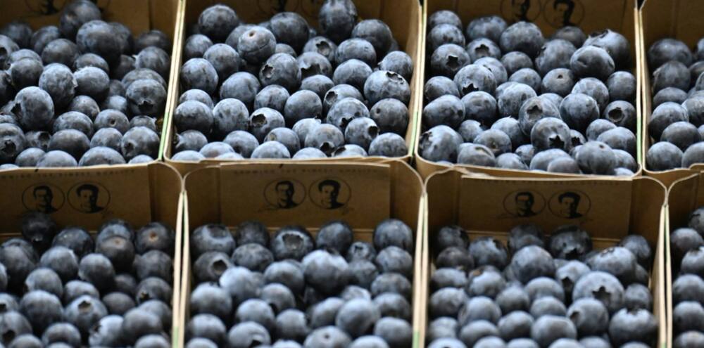 While in 2014, Scottish farmers were paid £17.50 per kilogram for blueberries, today supermarkets pay less than £7, said Thomson