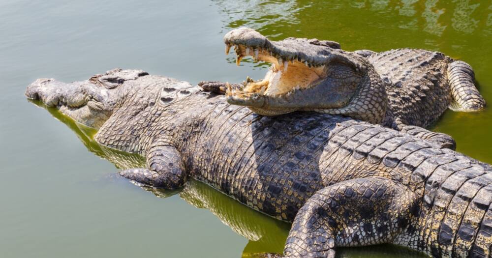 Crocodile Makes Herself Pregnant in Costa Rica: "Virgin Birth" - Tuko.co.ke