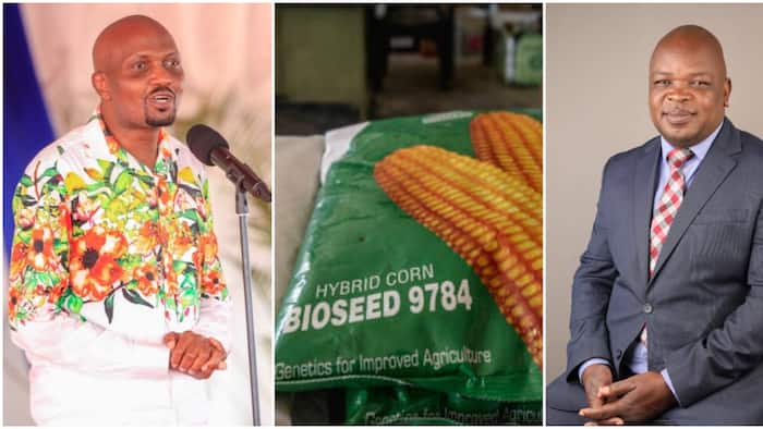 Kabuchai MP Majimbo Kalasinga Defends Importation of Duty Free Maize: “Popcorn is GMO”