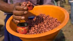 Kenyatta National Hospital Dismisses Notions that Groundnuts Boost Stamina after Research