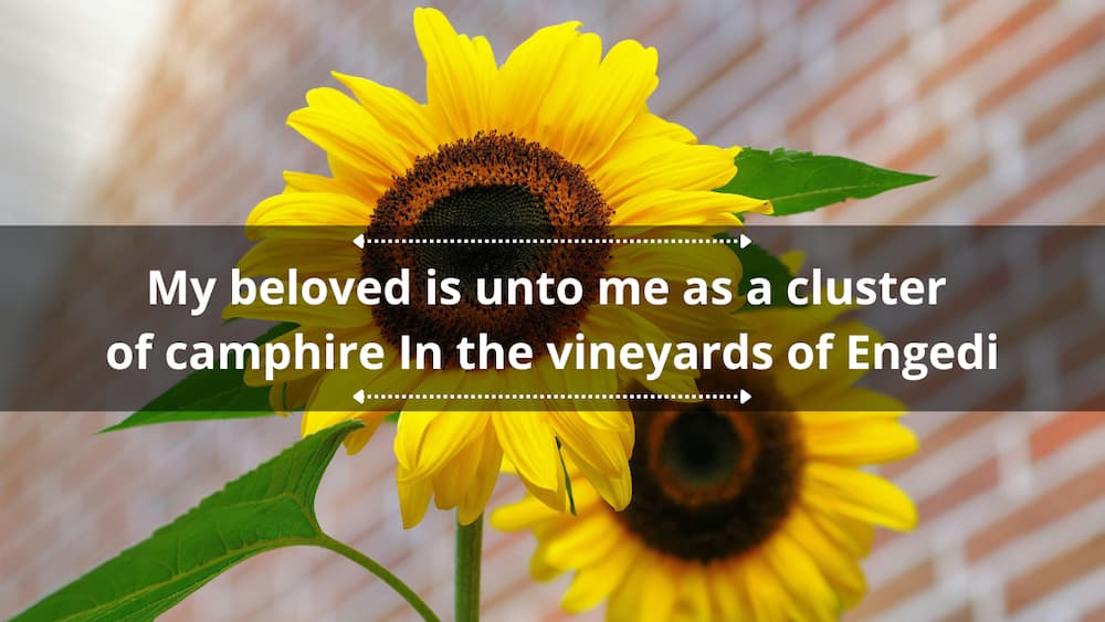 Bible verses about flowers, gardens, and nature's beauty